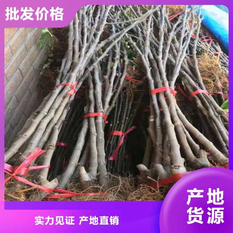 无花果山楂苗保障产品质量