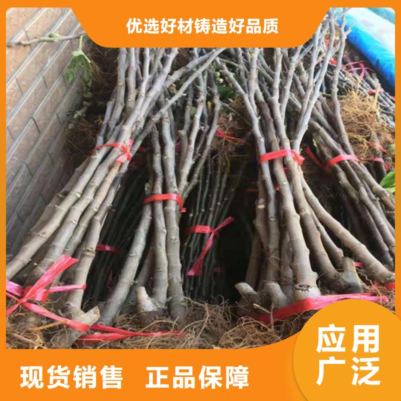 无花果_蓝莓苗拥有多家成功案例