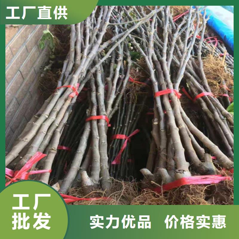 无花果花椒苗一站式采购