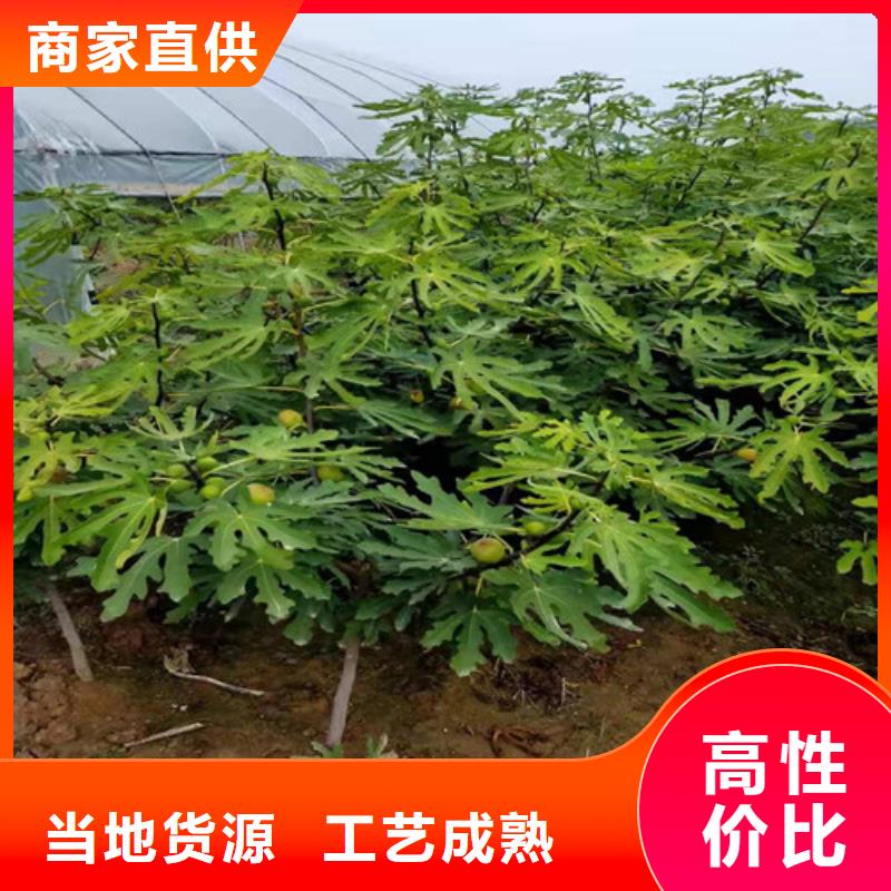 无花果,早酥红梨精选厂家好货