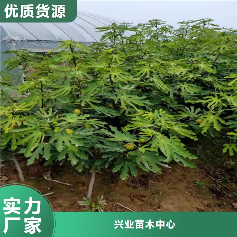 无花果水蜜桃苗真实拍摄品质可靠