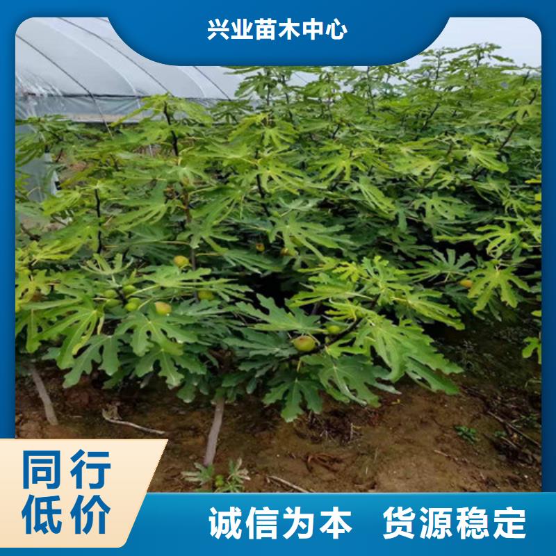 无花果桃树苗好品质用的放心