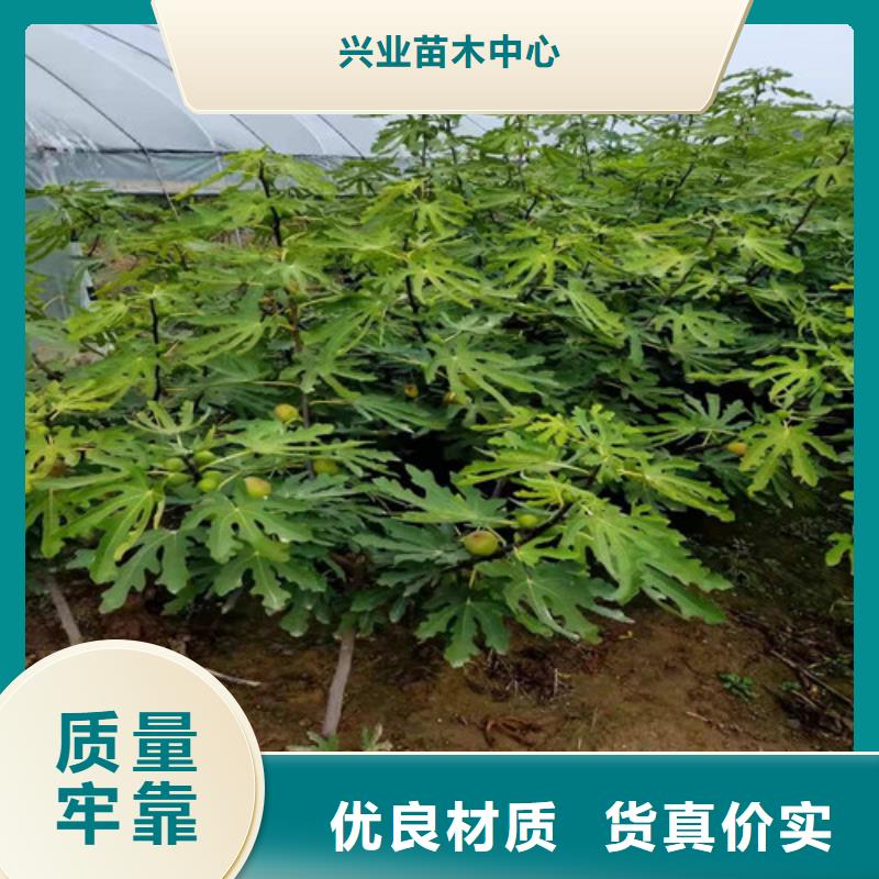 无花果大金星山楂苗源头工厂量大优惠