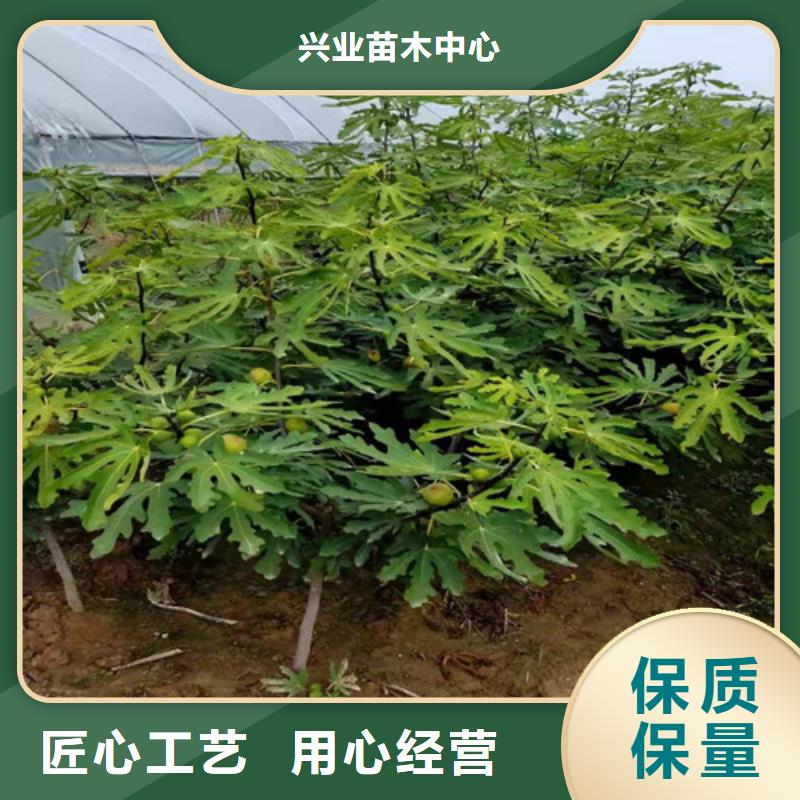 无花果苹果苗粘木设计合理