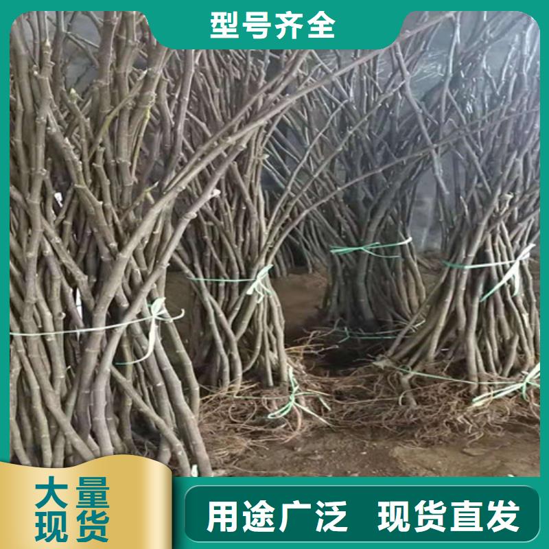 无花果早酥红梨厂家直销供货稳定