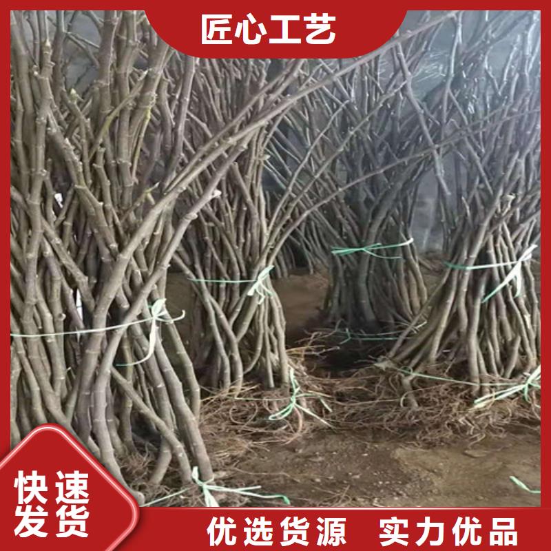 【无花果】苹果苗免费询价