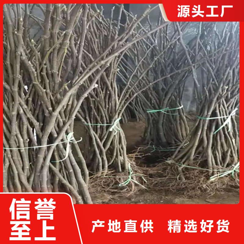 无花果苹果苗粘木现货充足