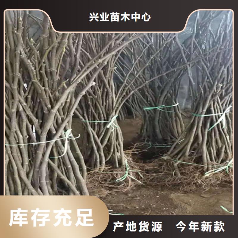 无花果_蓝莓苗拥有多家成功案例