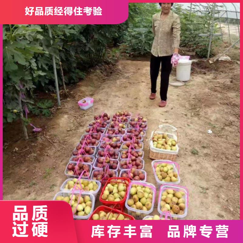 无花果_草莓苗专业厂家