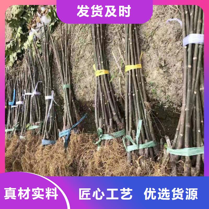 无花果辣椒苗源头厂家量大价优