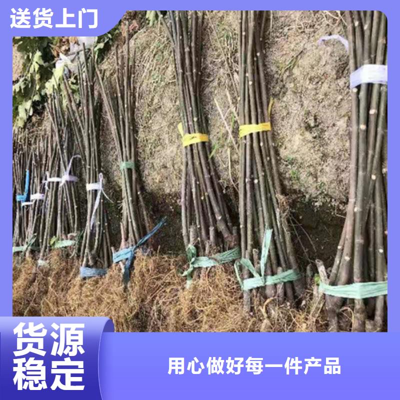 无花果_草莓苗专业厂家