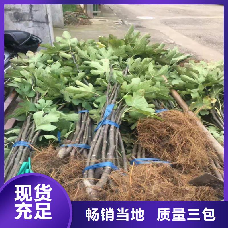 无花果_冬枣苗敢与同行比质量