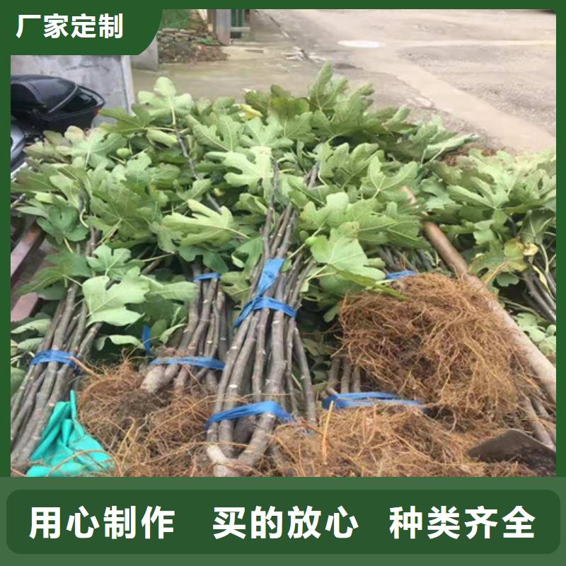 无花果油桃苗工厂采购