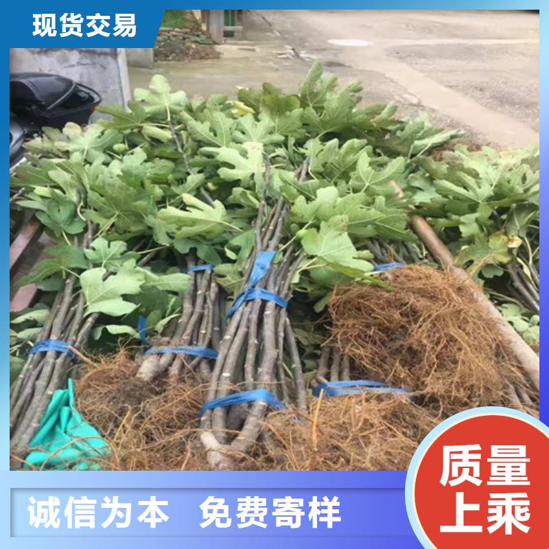 无花果苹果苗粘木现货充足