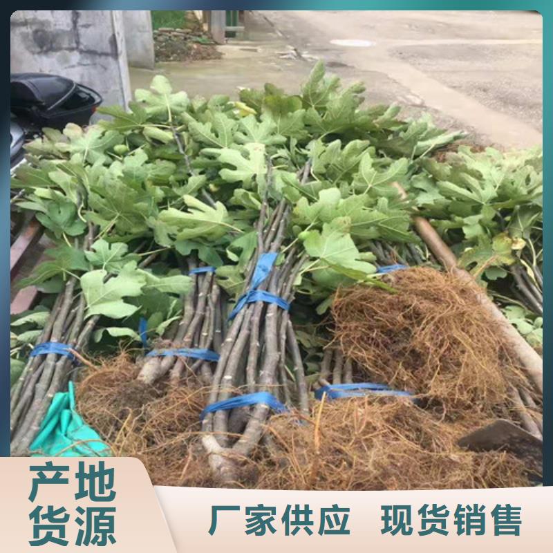 无花果大棚草莓苗源厂直接供货