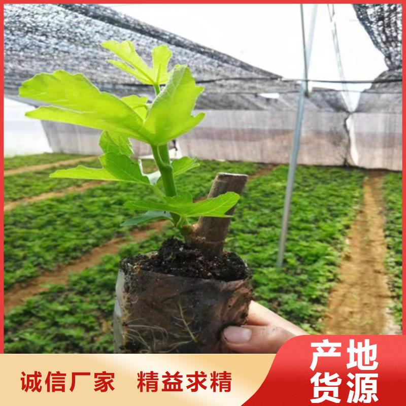 无花果辣椒苗源头厂家量大价优