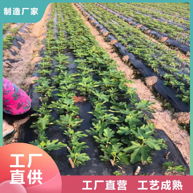 无花果樱桃树苗多年行业经验