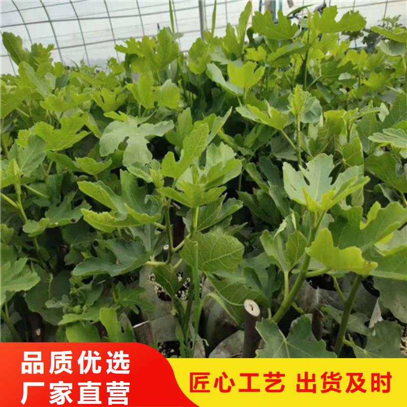 无花果-大金星山楂苗实体厂家支持定制