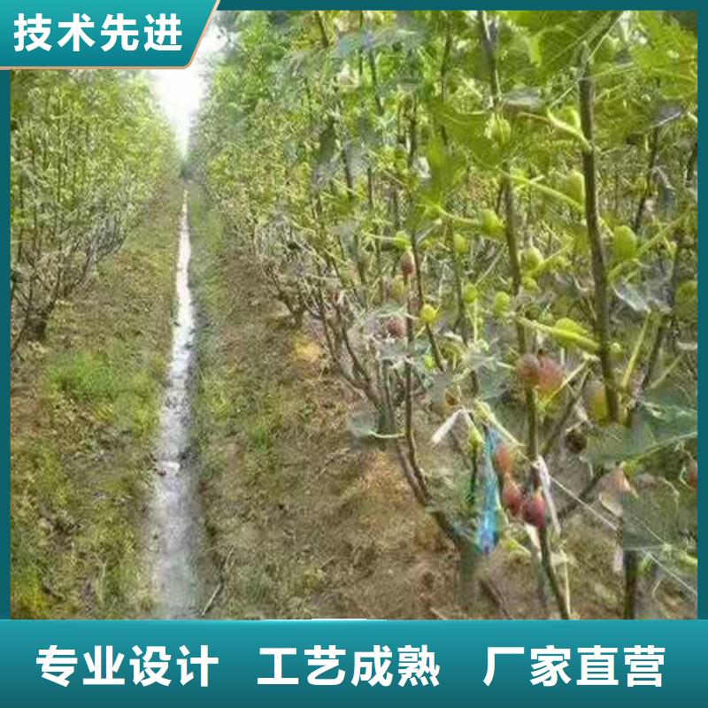 无花果大棚草莓苗源厂直接供货