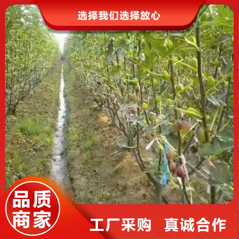 无花果_山楂树苗货真价实