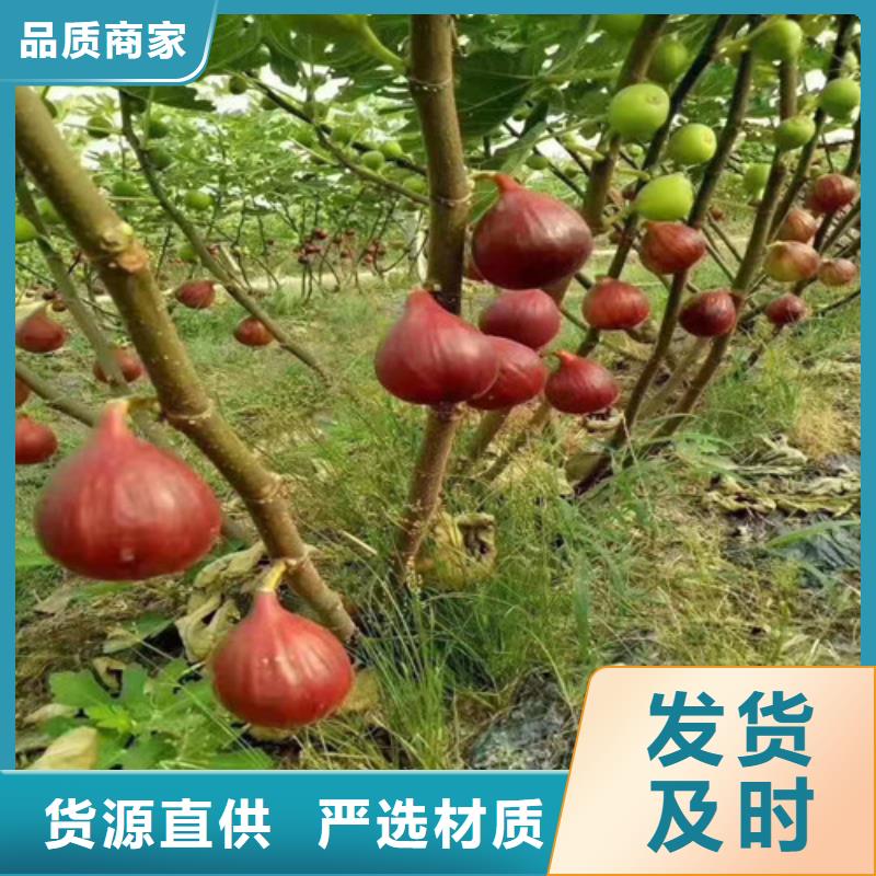 无花果樱桃树苗多年行业经验