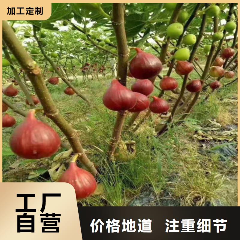 【无花果】苹果苗实力公司