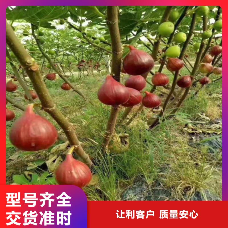 无花果-大金星山楂苗实体厂家支持定制