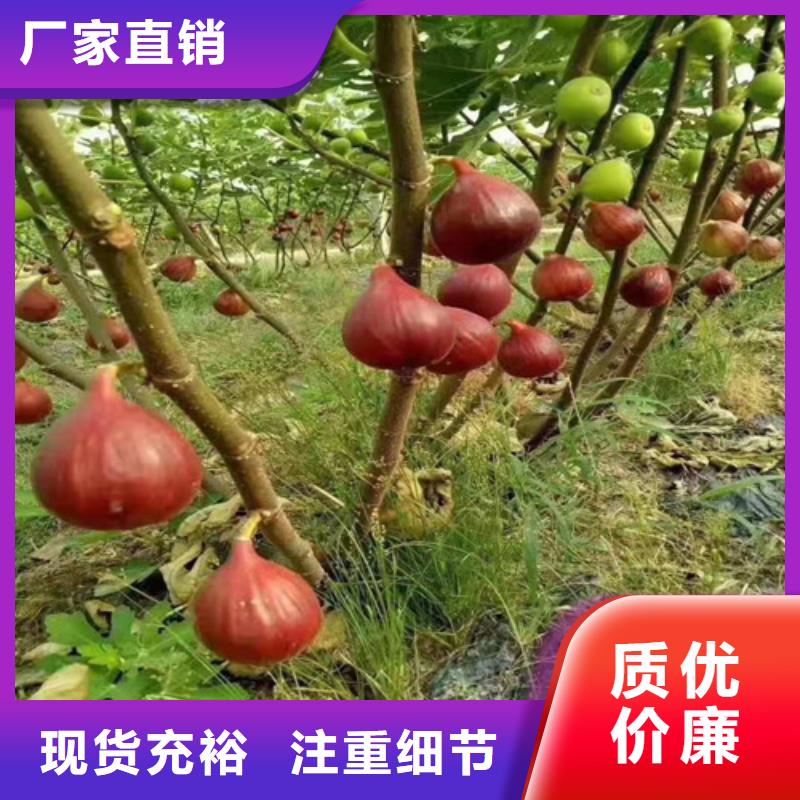 无花果樱桃树苗选择我们选择放心