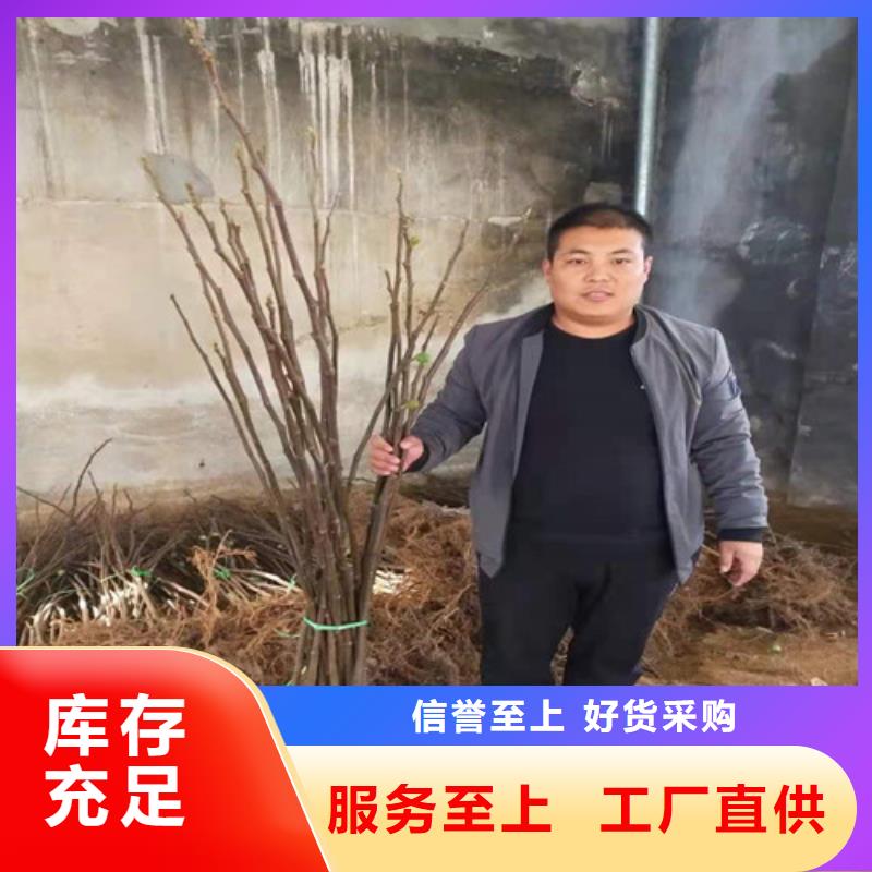 无花果苹果苗粘木设计合理