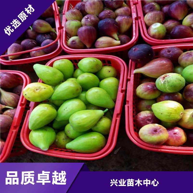 无花果_蓝莓苗拥有多家成功案例