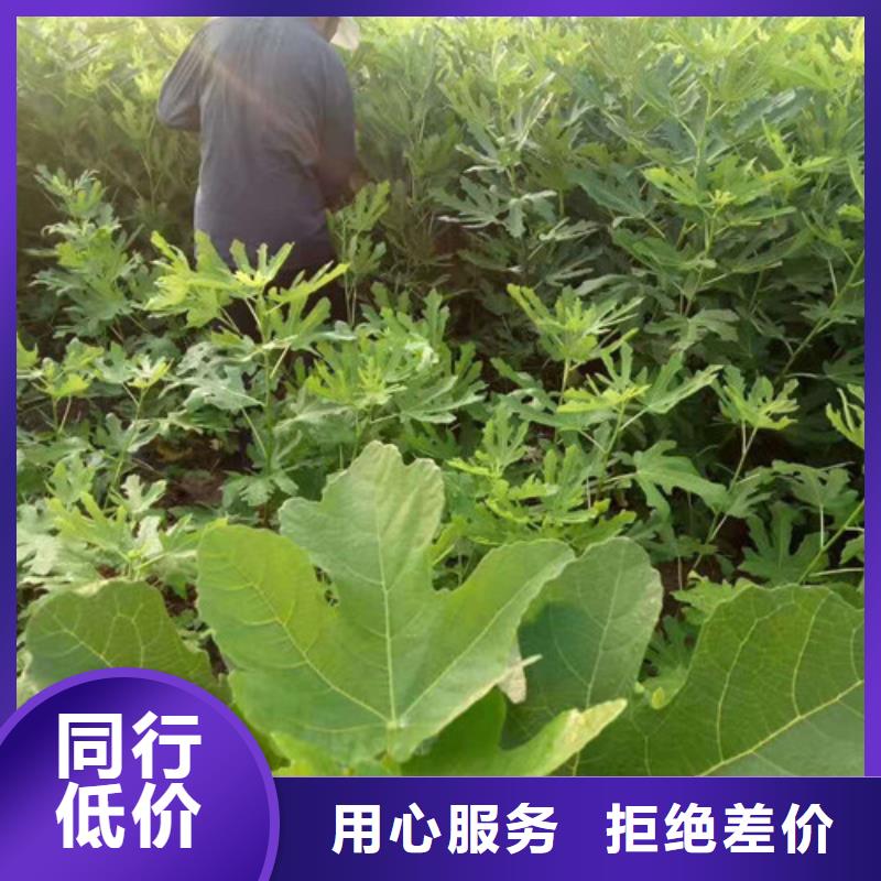 无花果海棠盆景苗经验丰富质量放心