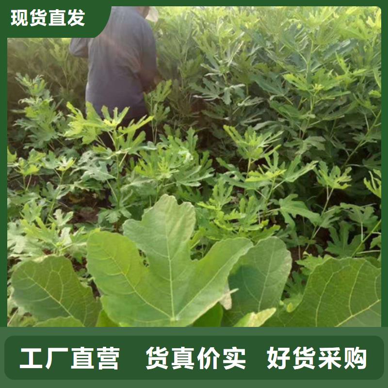 无花果苹果苗粘木一手价格