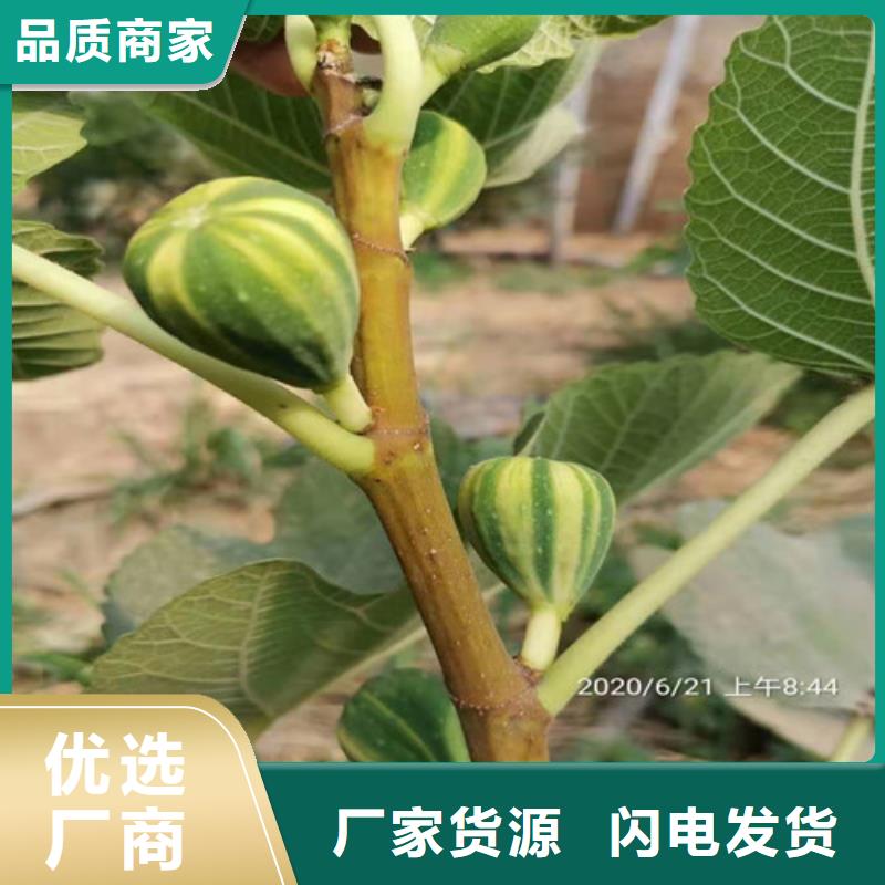 无花果红颜草莓苗量大从优