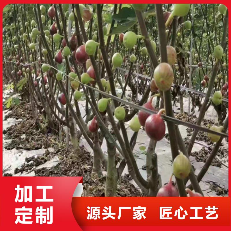 无花果樱桃树苗厂家货源