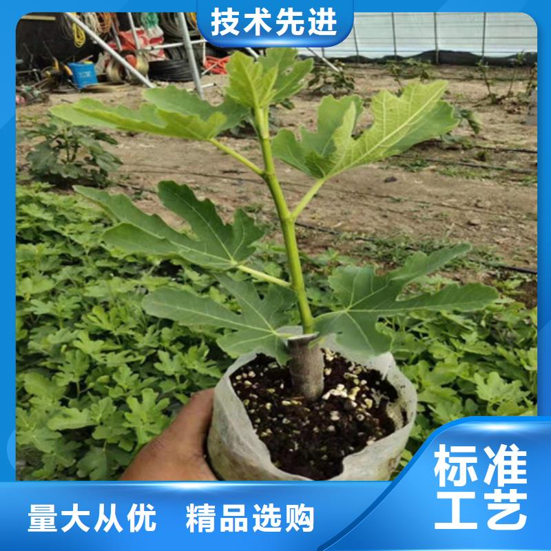 无花果山楂苗保障产品质量