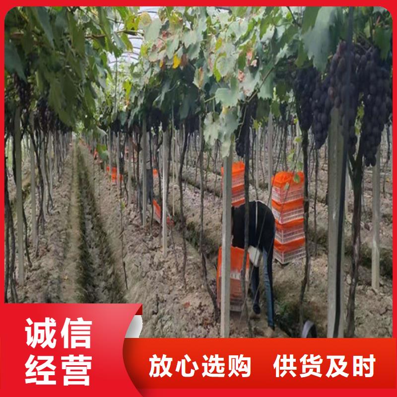 葡萄-无花果苗把实惠留给您