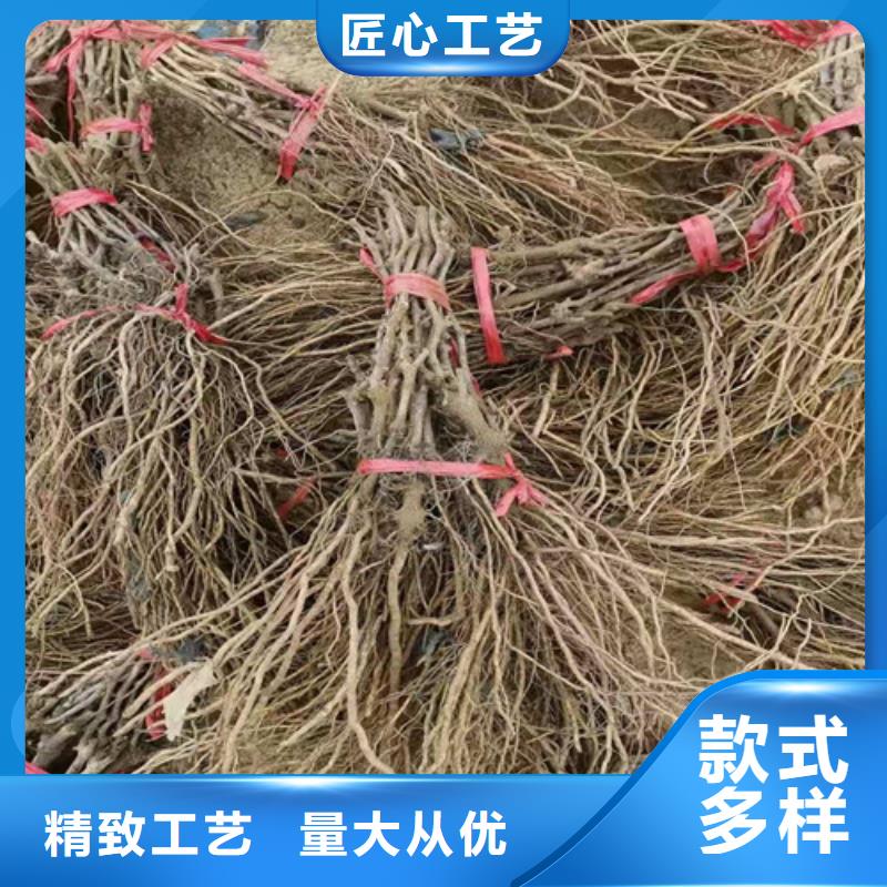 葡萄-无花果苗把实惠留给您