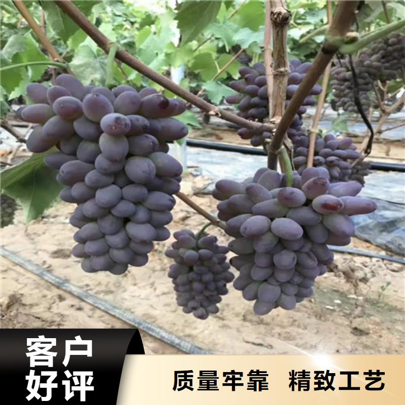 【葡萄】嘎啦苹果苗种类多质量好