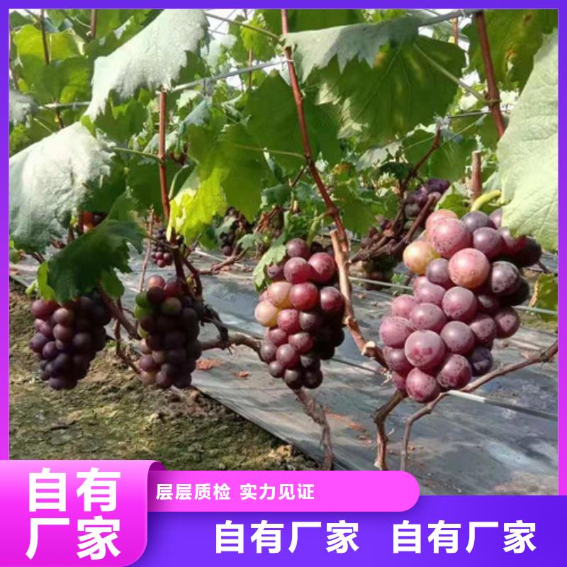 葡萄【大棚草莓苗】精工细致打造