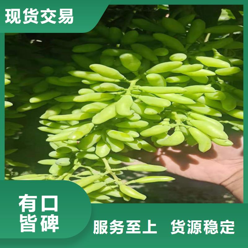 【葡萄苹果苗每个细节都严格把关】