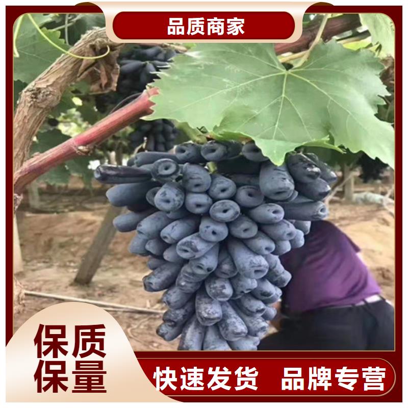 葡萄-无花果苗把实惠留给您