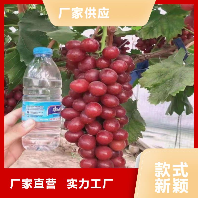 葡萄樱桃苗品质优选