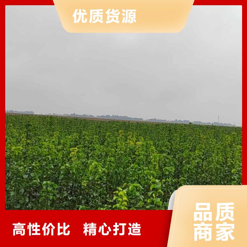 梨_新梨7号梨树苗适用范围广