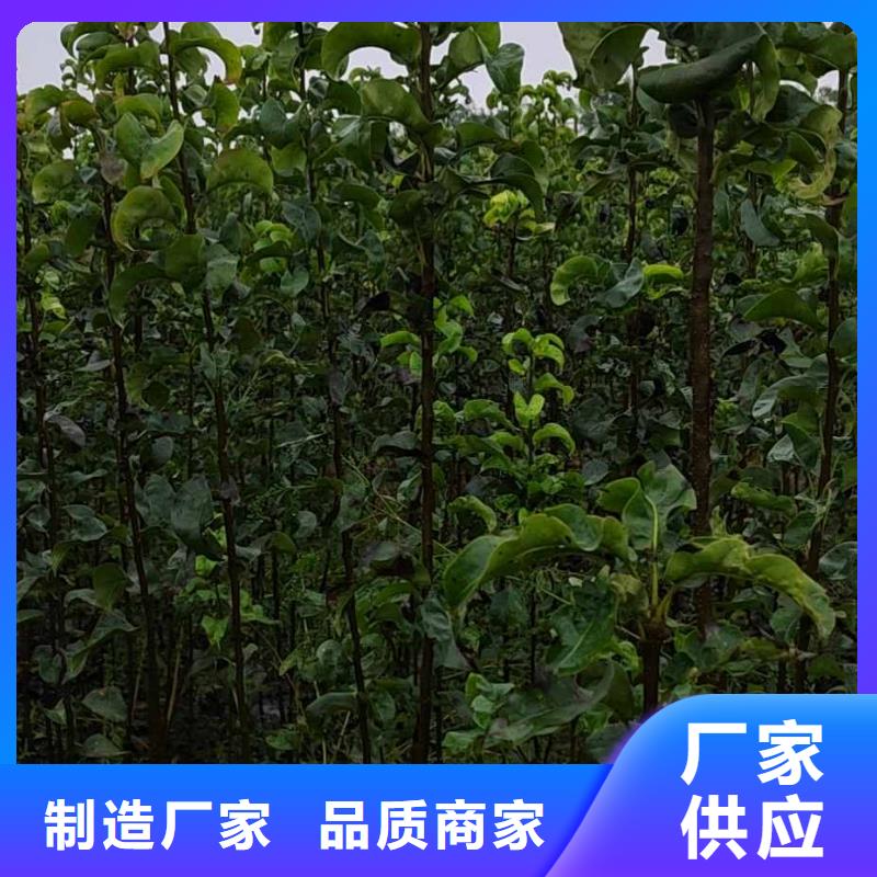 梨杜梨苗价格公道合理