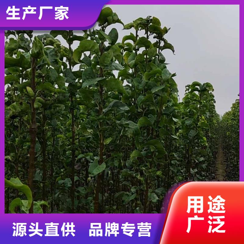 梨皇冠梨树苗颜色尺寸款式定制