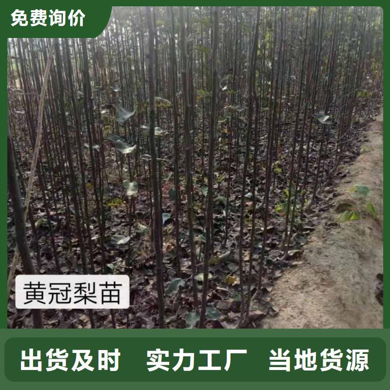 梨玉露香梨树苗厂家直销规格多样