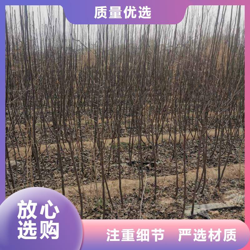 【梨】,玉露香梨树苗质量无忧