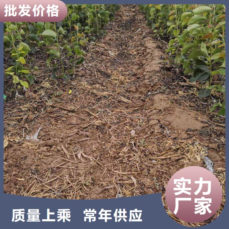 【梨】,玉露香梨树苗质量无忧