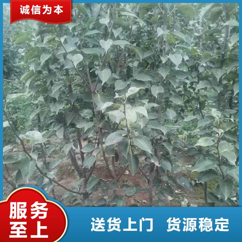 【梨】,玉露香梨树苗质量无忧