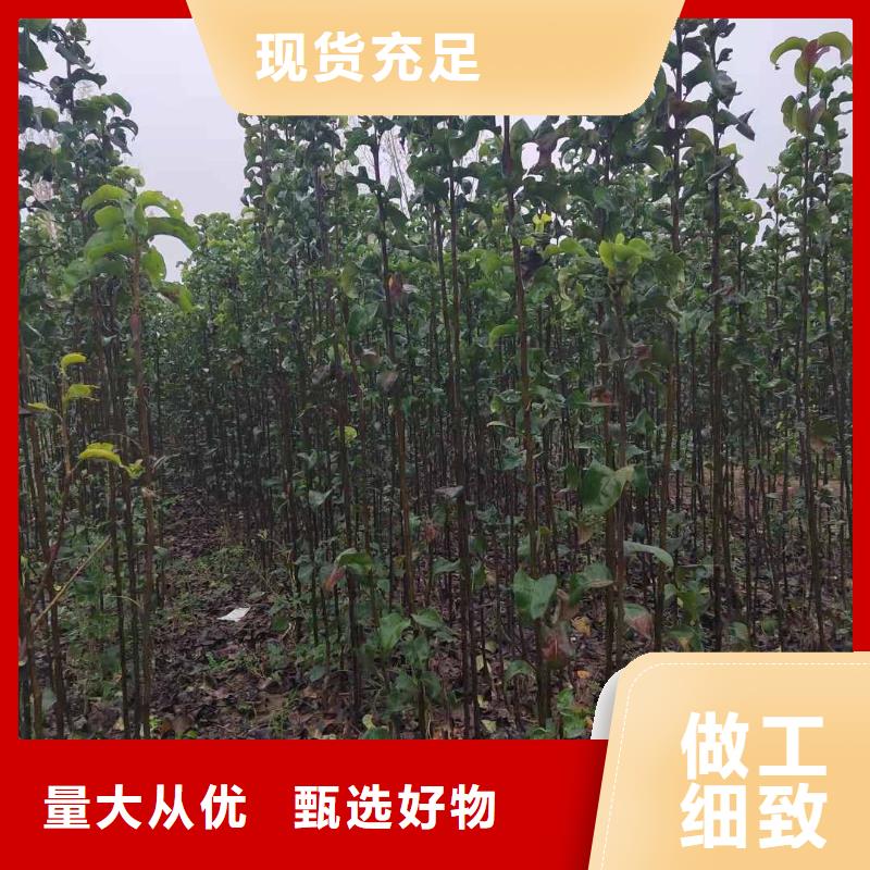 【梨】,玉露香梨树苗质量无忧